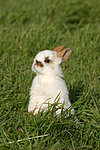 Zwergkaninchen / dwarf rabbit