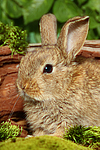 junges Zwergkaninchen / young dwarf rabbit