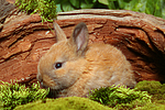 junges Zwergkaninchen / young dwarf rabbit