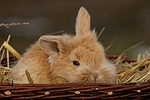 junges Zwergkaninchen / young dwarf rabbit