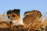 Parson Russell Terrier und Widderkaninchen / prt and bunny