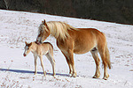 Haflinger / haflinger horses