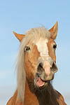 lustiger Haflinger / funny haflinger horse