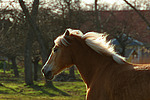 Haflinger im Gegenlicht / haflinger horse in backlight