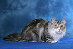 liegende Maine Coon / lying Maine Coon