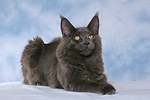 Maine Coon