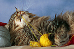 Maine Coon