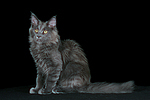 junge Maine Coon / young maine coon