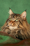 Maine Coon