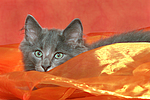 Norwegische Waldkatze Kätzchen / norwegian forestcat kitten