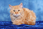 Sibirische Katze / siberian cat