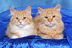 Sibirische Katzen / siberian cats