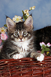 Maine Coon Kätzchen / maine coon kitten