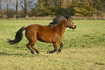 Isländer / icelandic horse