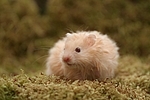 Teddyhamster / hamster