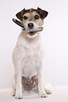 Parson Russell Terrier