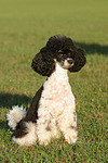 Zwergpudel / toy poodle