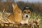 Parson Russell Terrier und Zwergkaninchen / prt and dwarf rabbit