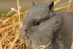 Löwenköpfchen / lion-headed bunny