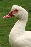 Warzenente / muscovy duck