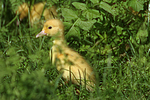 junge Warzenente / young muscovy duck