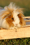 Langhaarmeerschwein / long-haired guninea pig