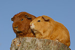 Meerschweinchen / guninea pigs