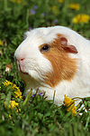 Crested Meerschwein / crested guninea pig