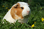 Crested Meerschwein / crested guninea pig