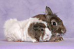 Meerschwein und Zwergkaninchen / guninea pig and dwarf rabbit