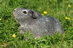 Glatthaarmeerschwein / guninea pig