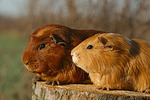 Meerschweinchen / guninea pigs