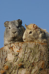 Meerschweinchen / guninea pigs