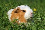 Crested Meerschwein / crested guninea pig