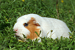 Crested Meerschwein / crested guninea pig