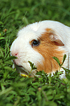 Crested Meerschwein / crested guninea pig