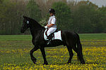 Friese / frisian horse