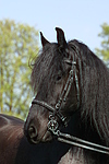 Friese / frisian horse