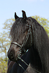 Friese / frisian horse