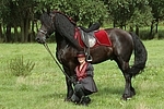 Frau mit Friese / woman and friesian horse