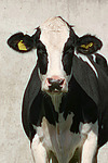 Rind Portrait / cattle portrait
