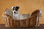 sitzender Parson Russell Terrier Welpe / sitting PRT puppy