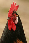 Vorwerkhuhn Hahn Portrait / cock portrait