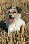 liegender Parson Russell Terrier / lying PRT