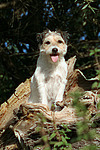 sitzender Parson Russell Terrier / sitting PRT