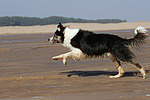 rennender Border Collie / running Border Collie