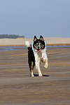 rennender Border Collie / running Border Collie