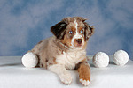 Miniature Australian Shepherd Welpe / miniature australian shepherd puppy