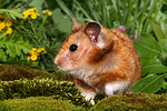 Goldhamster / golden hamster