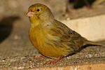 Kanarienvogel / canary